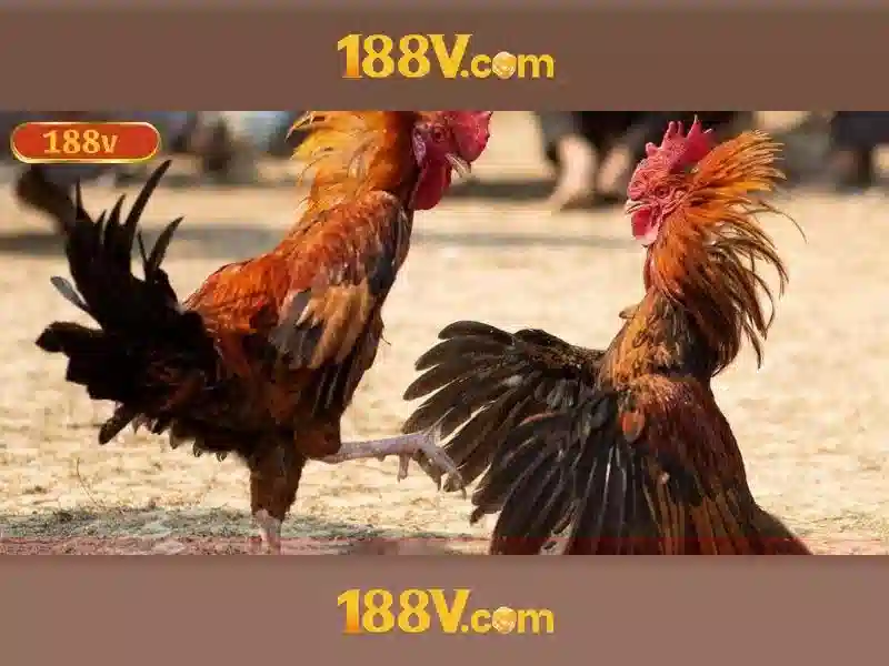 188v official: Định hình trải nghiệm và tin cậy