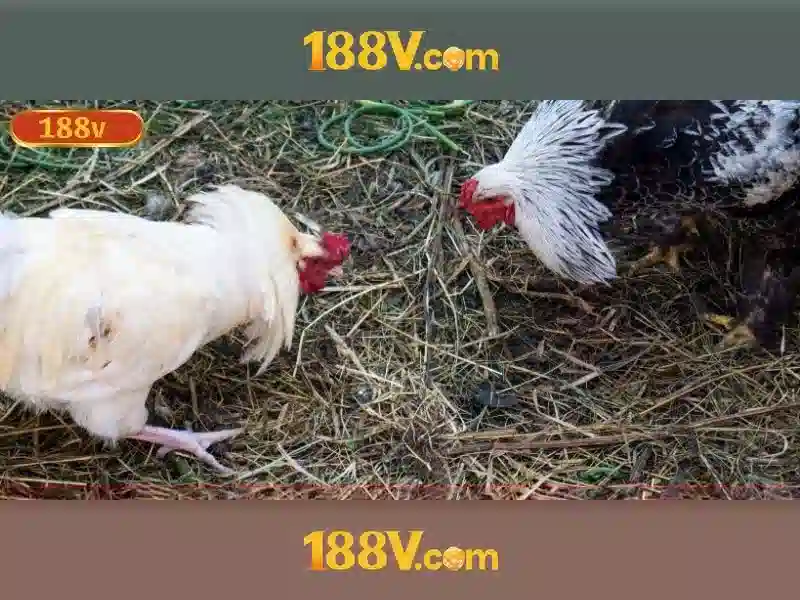 188v 188vv com vn – Đổi mới trải nghiệm số trên ios và web