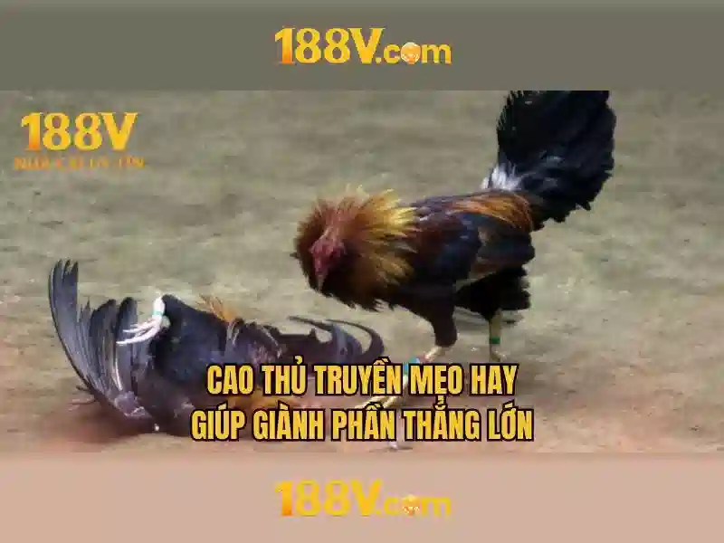 Nguồn gốc và khái niệm
